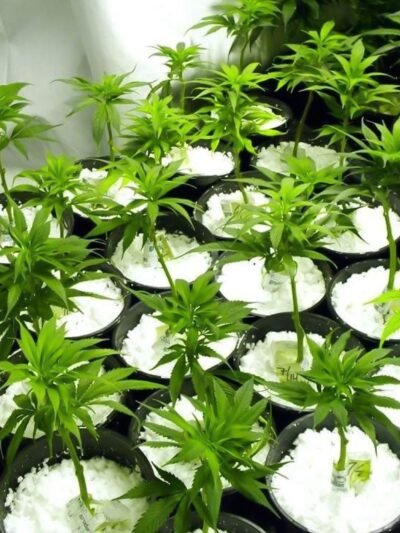 Perlite Soil Conditioner – Enhances Root Growth & Drainage | Indo Glow