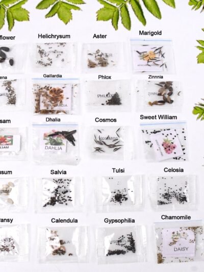 Flower Seeds Combo – 20 Varieties for Vibrant Gardens