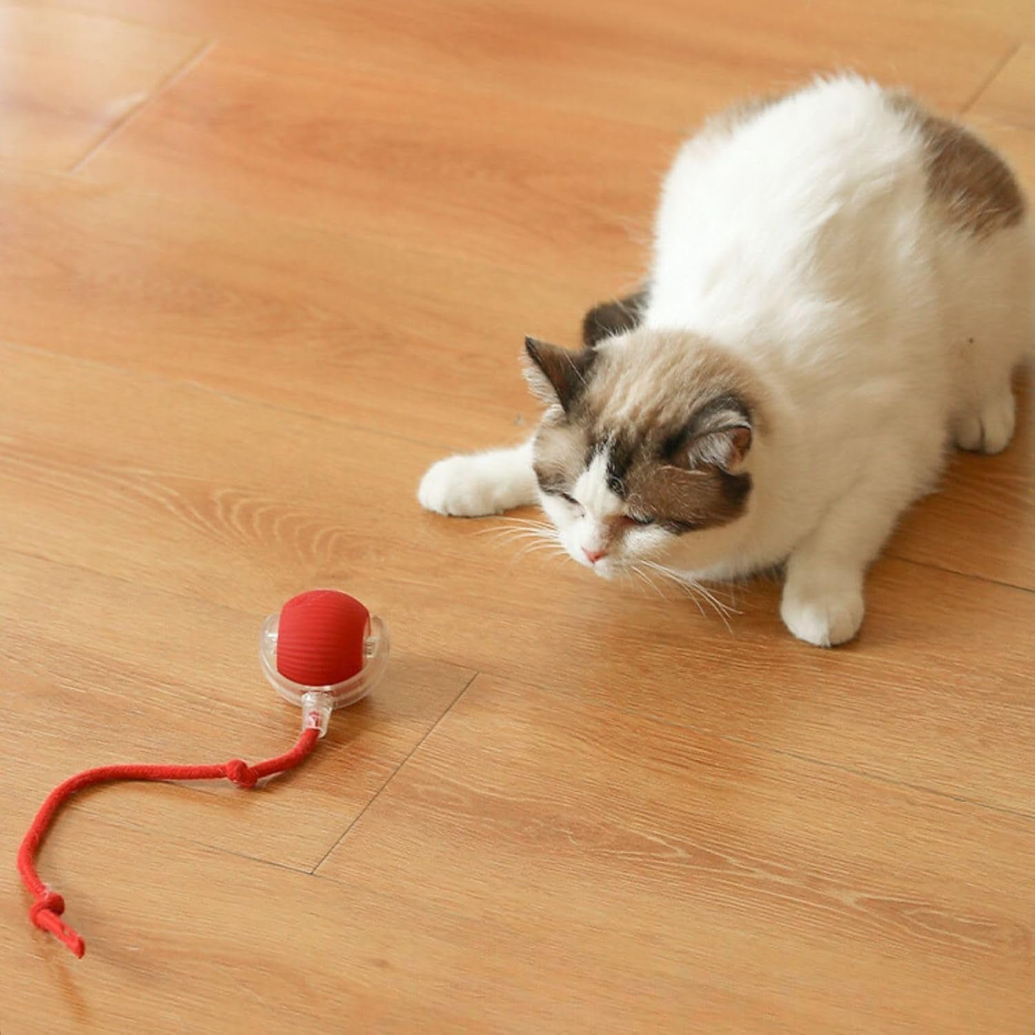 cat toy ball 03.jpg