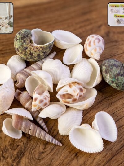 Natural Decorative Seashells Set – Coastal Charm for Home Decor